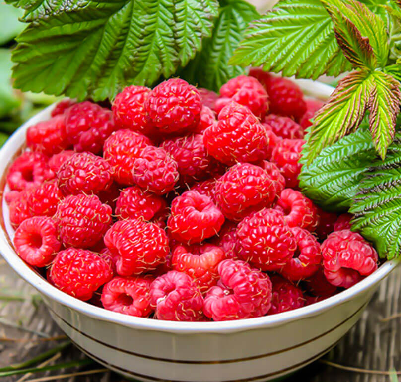 raspberry_berryfamily_خانواده_بری