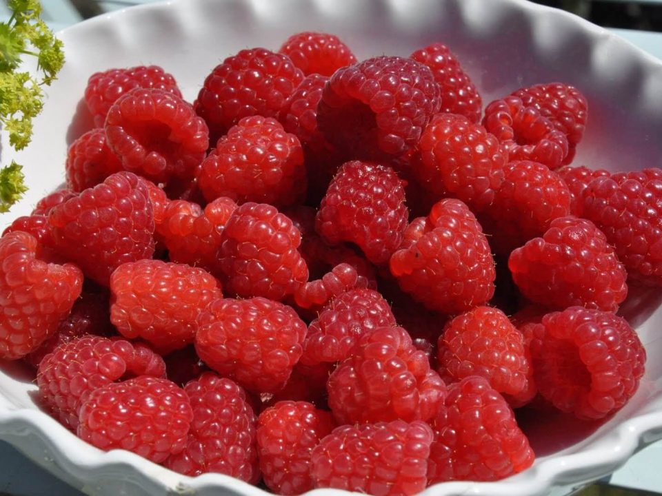berry_خانواده بری-raspberries